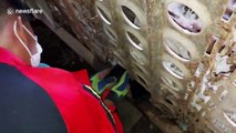 Two puppies rescued after both getting their heads stuck in metal gate