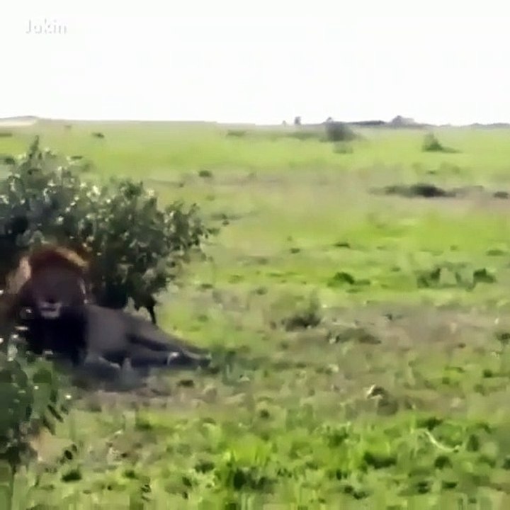 Lions tail beaten up dog   incredible !!!!!! / कुत्ते ने शेर की पूछ को काटा 