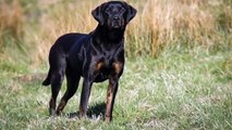 Doberdor Dog Breed Information