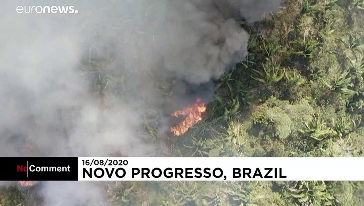 Intentional fires are destroying the Amazon rainforest
