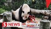 World's oldest captive giant panda celebrates 38th birthday