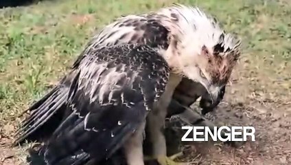 Boy saves endangered eagle from superstitious Colombian villagers