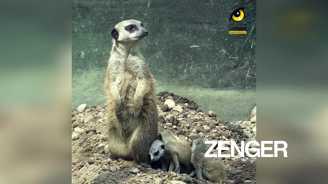 Meerkats surprise Austrian zookeepers with underground babies