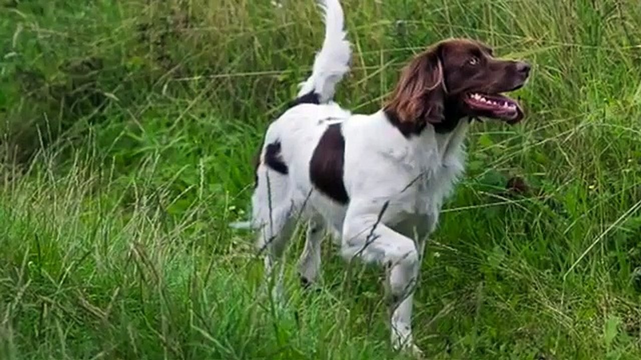 Drentsche Patrijshond Dog Breed Information