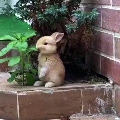 Bunny Enjoys a Delicious Meal