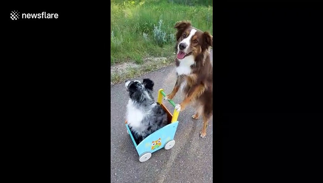 'Hop in lil momma!' Mini Aussie in Canada takes...