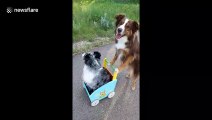 'Hop in lil momma!' Mini Aussie in Canada takes friend for a ride