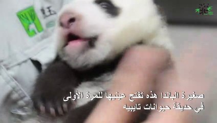 صغيرة الباندا تفتح عينيها للمرة الأولى في حديقة تايبيه
