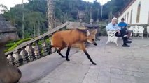 Un mystérieux animal vient manger dans un temple : loup à crinière