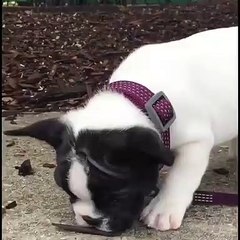 Curious little French Bulldog Stella