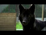 Meet the man caring for Russia's lost wolves