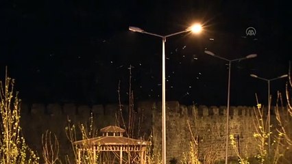 Yavru kedinin kelebeklerle oyunu - ARDAHAN