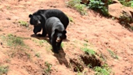 Tired Mama Bear Chastises Mischievous Cub for Peeking into Family’s House in Hilarious Vid