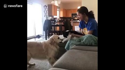 Wisconsin dog is thoroughly humiliated by his boxing opponent, a small cat