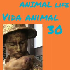 VIDA ANIMAL/ANIMAL LIFE 30