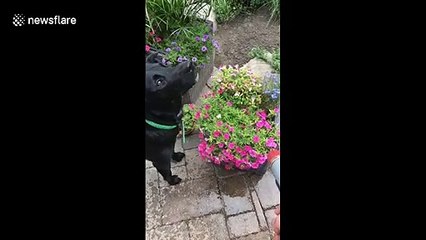 Greedy Michigan dog demands watering ahead of plants