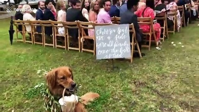 Who's the best ring-bearer ever? This fantastic dog at a South Carolina wedding