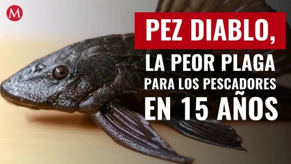 Pez Diablo, la peor plaga para los pescadores en 15 años