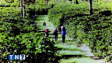 tn7-indigenas-panameños-ingresaran-recolectar-cafe-170820