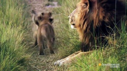 [African Lion Diary] Story Of 13 Lion Cubs- Survive Through A Harsh Drought (Lion Documentary) #DocuEngsubChannel