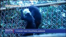 11 Ekor Yaki Di Rilis Ke Kawasan Konservasi Gunung Ambang