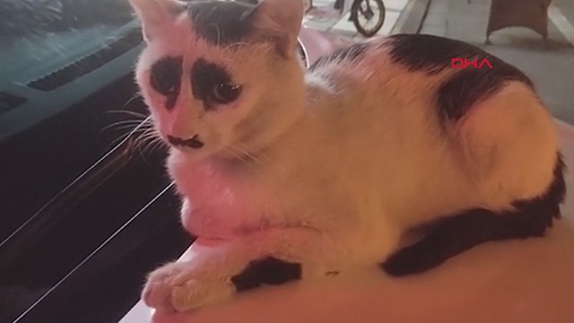 Üzgün kedi sosyal medyada ilgi odağı oldu