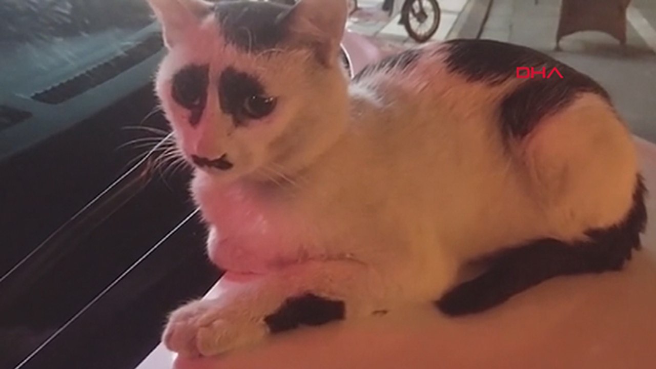 Üzgün kedi sosyal medyada ilgi odağı oldu