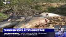 L'État français sommé d'agir face au nombre croissant de dauphins échoués sur les côtes