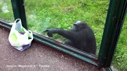 15 Ways Chimps are as Smart as Humans