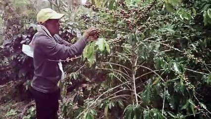 Pemetik ceri kopi di Desa Tawardi, Kecamatan Kute Panang, Kabupaten Aceh Tengah.