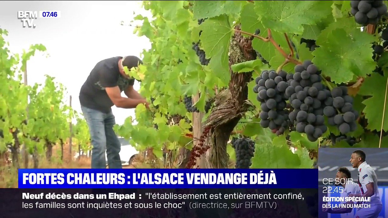 Des vendanges à nouveau précoces en Alsace en raison de la douceur de l'hiver