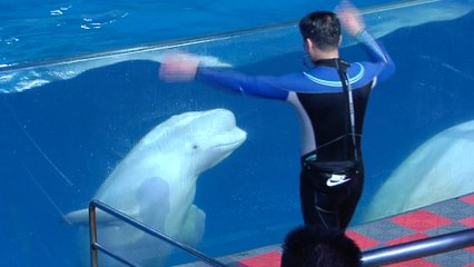 Trainer in China shares his bittersweet memories with his dolphin companion