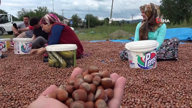 Karadeniz Sahil Yolu kenarları, fındık harmanı oldu