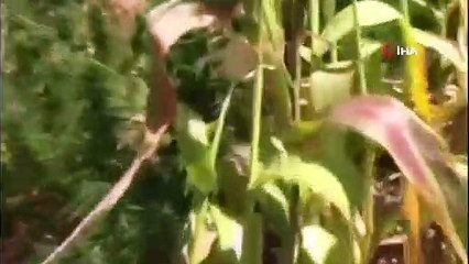 Mısır yerine, esrar dikmiş