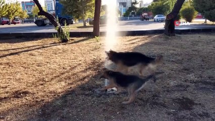 Sıcaktan bunalan köpeklerin fıskiye keyfi