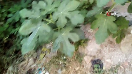 Boğazına kemik batan sokak kedisi ameliyatla sağlığına kavuştu