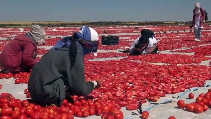 Kurutmalık domates sergisi fotoğrafçılara doğal stüdyo oldu - ŞANLIURFA
