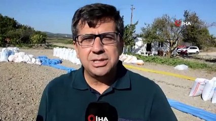 Kırkağaç'ta ay çekirdeği hasadı başladı