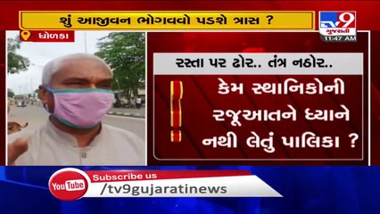 Ahmedabad- Dholka residents irked over stray cattle menace - TV9News