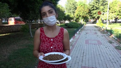 Sokak kedilerine su ve mama desteği