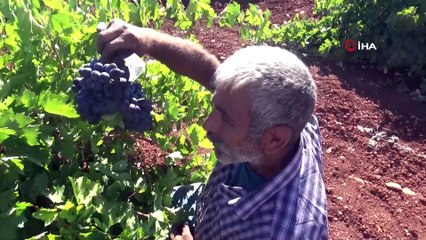 Kilis Karası üzümünün hasadı başladı