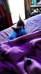 Kitty Plays Tug of War Like a Dog