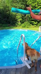 Puppy Learns How to Use a Pool Noodle