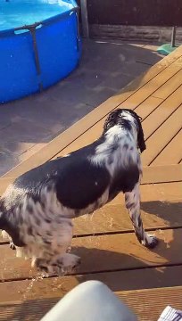 Springer Spaniels Enjoy Splashing Around the Pool