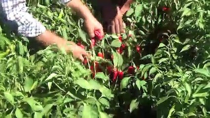 Sofralık kırmızı biber hasadı başladı - GAZİANTEP