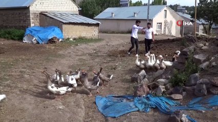 Pandemi döneminde biriktirdiği  burs parası ile kaz yetiştiriciliğine başladı