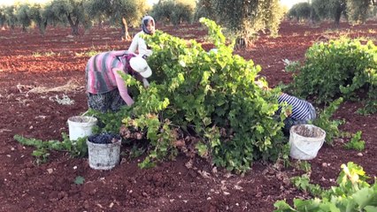 'Kilis karası' üzümde hasat zamanı (2)