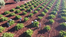 'Kilis karası' üzümde hasat zamanı (1) - KİLİS