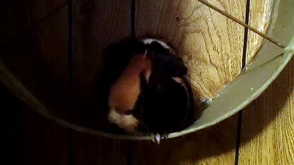 CAVIA PORCELLUS DAVID 101_8397