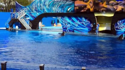Stock Footage 2019 Seaworld Killer Whale Show